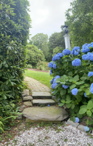 Front garden entrance bordered by a hedge on the left and blue hydrangea on the right.